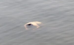 जमशेदपुर: डिमना लेक में फिर मिला अज्ञात महिला का शव, 4 दिन में दूसरी लाश मिलने से पटमदा-बोड़ाम क्षेत्र में दहशत