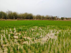 चाकुलिया: हाथियों के आतंक से किसान बेहाल, जामबनी गांव में गरमा धान की फसल को रौंदा