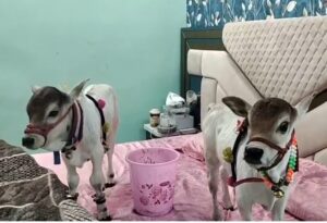 जमशेदपुर में ‘गौरी-गोपाल’ का जलवा: मात्र 20 इंच की ‘मिनी गायों’ ने शहरियों को बनाया दीवाना, जानें क्या है पुंगनूर नस्ल की खासियत
