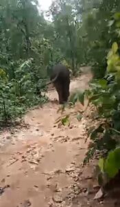 बोकारो के गोमिया में हाथियों की दस्तक, फॉरेस्ट विभाग ने जारी किया अलर्ट