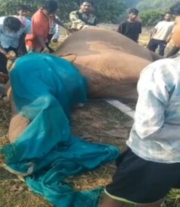 चाईबासा: कोल्हान वन क्षेत्र में दंतैल हाथी की संदिग्ध मौत,करंट लगने की आशंका