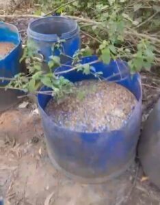 बंगाल चुनाव के मद्देनजर अवैध शराब के खिलाफ बड़ी कार्रवाई; 4 भट्टियां ध्वस्त, 800 किलो महुआ नष्ट