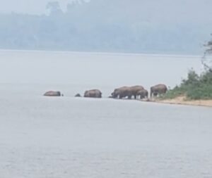 चांडिल में जंगली हाथियों का आतंक, 50 से अधिक गांवों में दहशत