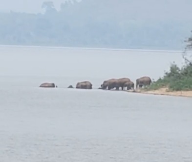 चांडिल में जंगली हाथियों का आतंक, 50 से अधिक गांवों में दहशत