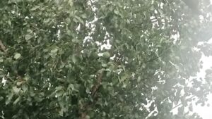 जमशेदपुर में उमस भरी गर्मी के बाद मौसम का यू-टर्न, तेज हवाओं के साथ झमाझम बारिश