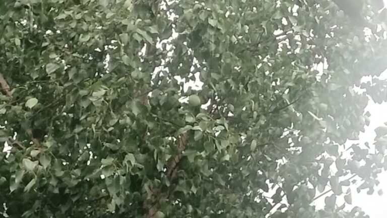 जमशेदपुर में उमस भरी गर्मी के बाद मौसम का यू-टर्न, तेज हवाओं के साथ झमाझम बारिश