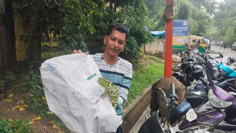 जमशेदपुर के आमबागान में दिखा दुर्लभ भारतीय गिरगिट, देखने उमड़ी लोगों की भीड़