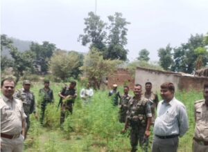 गढ़वा में अवैध गांजा की खेती का भंडाफोड़, 1800 पौधे जब्त, 118 किलो फसल नष्ट