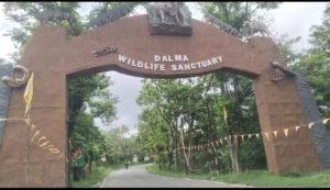 दलमा अभयारण्य में कथित अवैध निर्माण पर 9 सितंबर को सीईसी की सुनवाई, 15 पर्यटक कॉटेज के भविष्य पर भी नजर