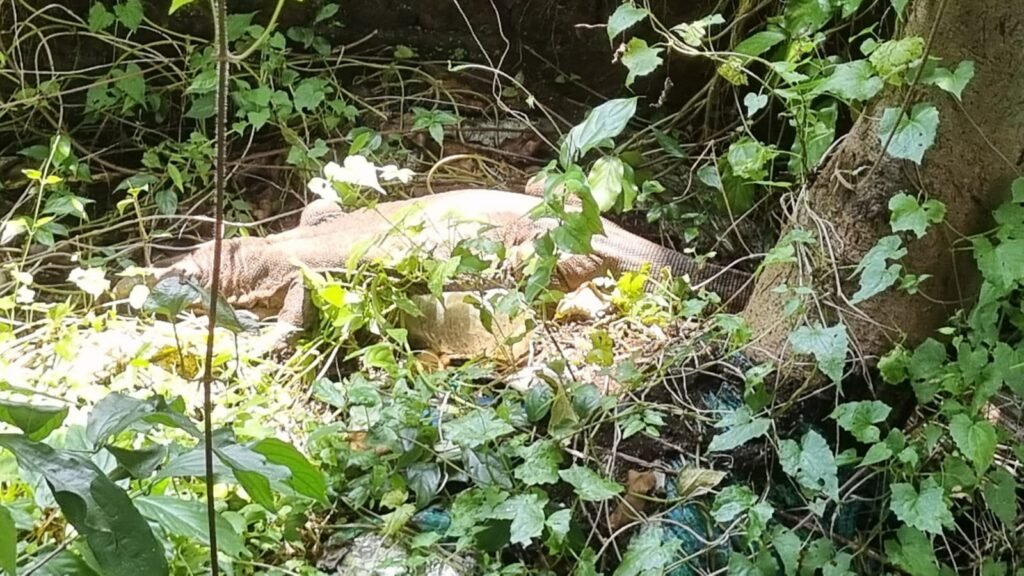 एमजीएम अस्पताल के पीछे झाड़ियों में दिखी गोह, जानिए कितना खतरनाक है यह बड़ा सरीसृप