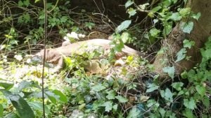 एमजीएम अस्पताल के पीछे झाड़ियों में दिखी गोह, जानिए कितना खतरनाक है यह बड़ा सरीसृप