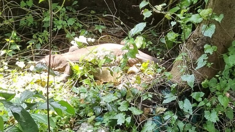 एमजीएम अस्पताल के पीछे झाड़ियों में दिखी गोह, जानिए कितना खतरनाक है यह बड़ा सरीसृप