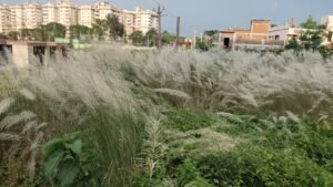 जमशेदपुर में खिले काश के फूल, मानसून की विदाई का दे रहे संकेत