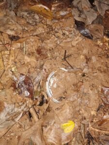 सारंडा के जंगल में दो शक्तिशाली आईईडी बरामद, बम निरोधक टीम ने किया निष्क्रिय
