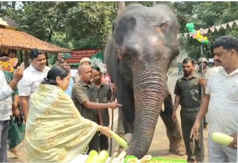 दलमा में गूंजी ‘हैप्पी बर्थडे रजनी’, हथिनी रजनी का 21वां और बादल का पहला जन्मदिन मनाया गया